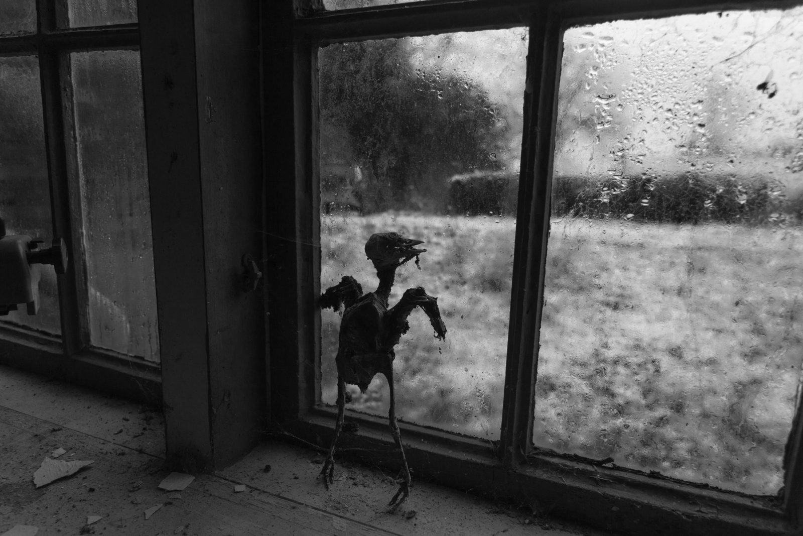 Fotografi af fugl i mørkt, stemningsfuldt lys